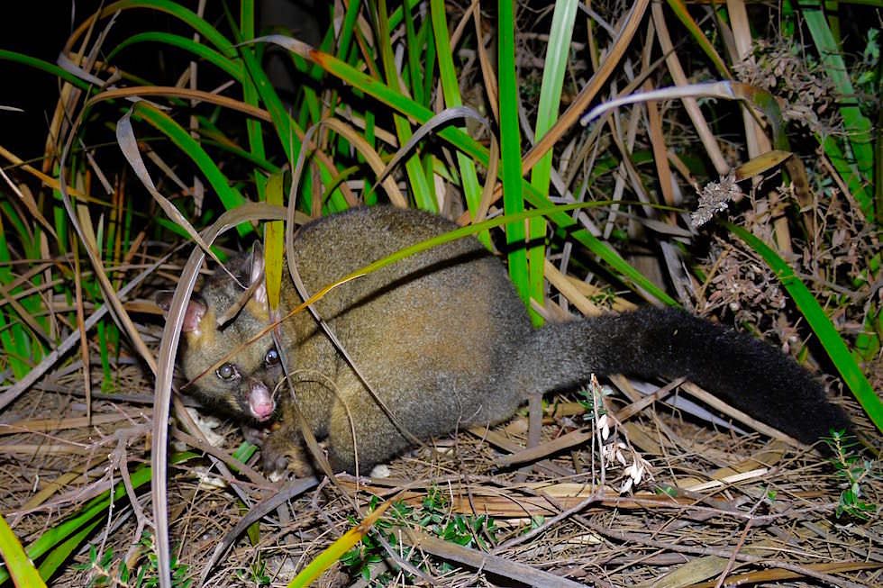 Nächtliche Diebe: Possum klaut Brot - Bay of Fires - Tasmanien