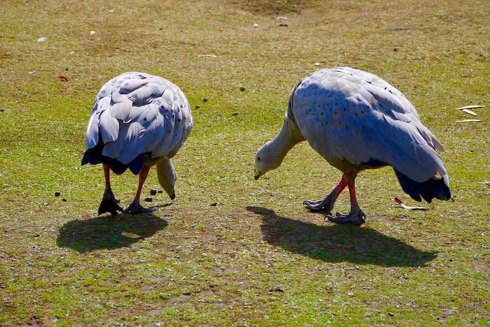 Cape Barren Goose - Hühnergans - Tasmanien