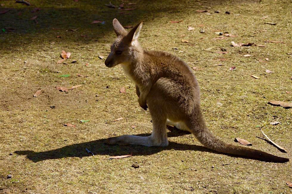 Junges Tasmanische Kängurus - Tasmanien