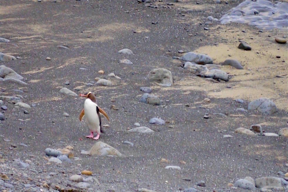 Gelbaugen-Pinguine - Roaring Bay - Nugget Point - Neuseeland