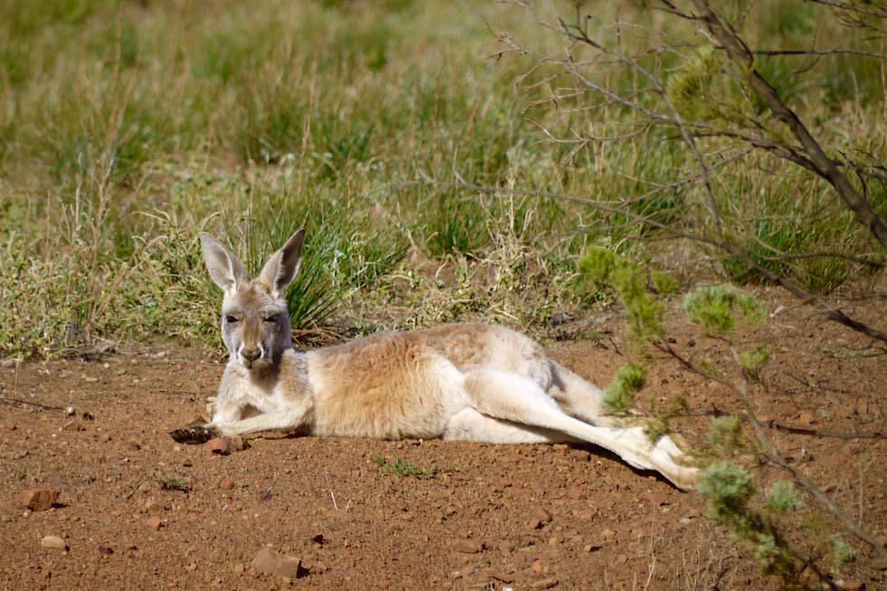 Euro Wallaby auf der Rawnsley Station 4WD - Flinders Ranges - South Australia