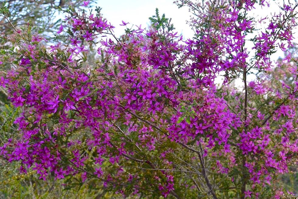 Purple Starflower - Lesueur National Park - Western Australia