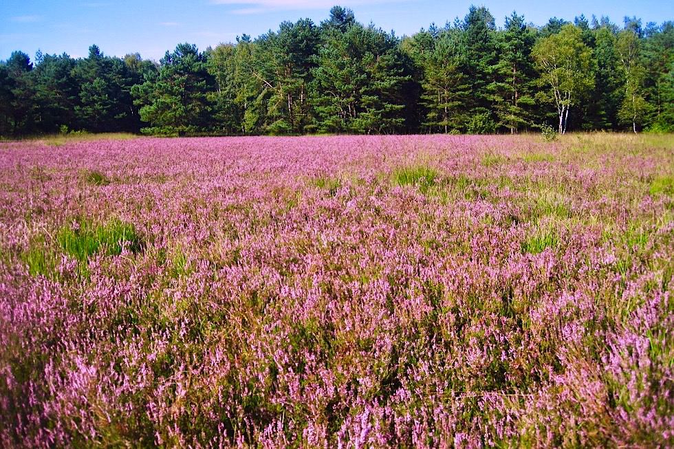 Pink-rot blühende Riedheide - Wurzacher Ried -Baden-Württemberg