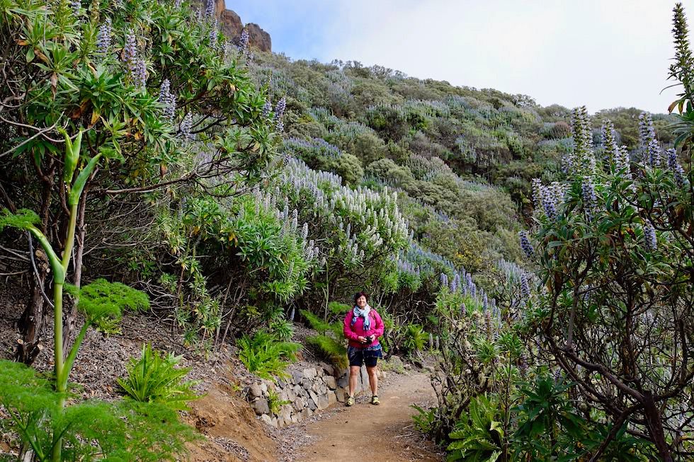 Roque Grande Wanderung - Atemberaubend schöner Blauer Natternkopfwald - Valsequillo - Gran Canaria