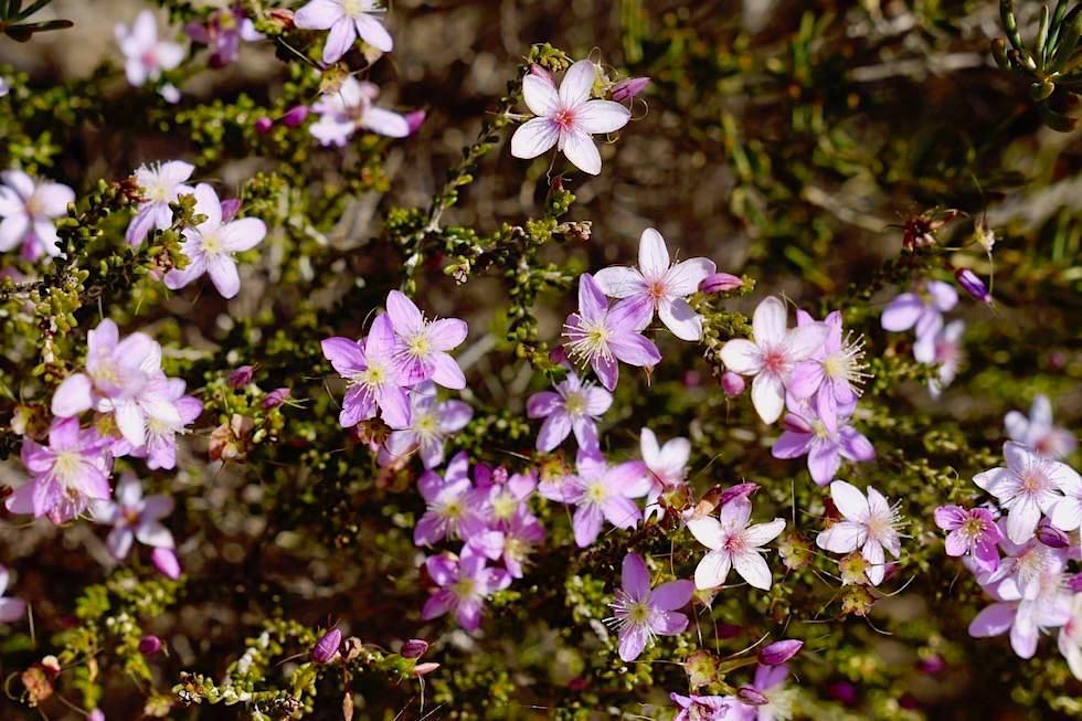 Starflower - Wildblumen im Lesueur National Park - Western Australia