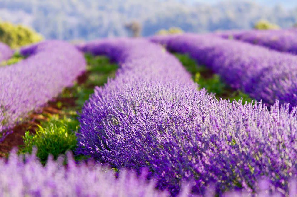 Lavendelfelder Blüte - Bridestowe Lavendelfarm - Tasmania