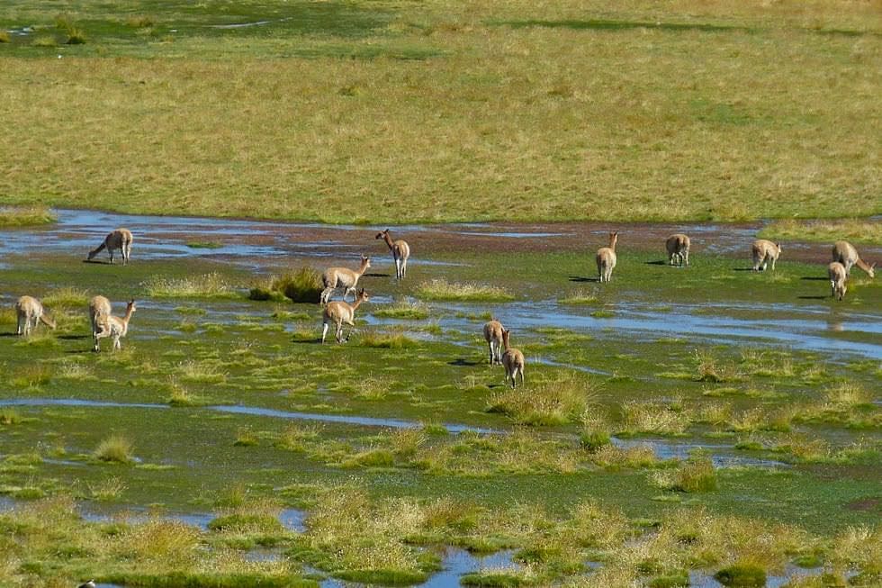 Vikunjas - Salinas & Aguada Blanca Nationalpark - Peru