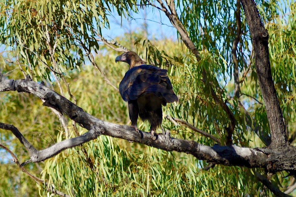 Wedge-tailed Eagle oder Keilschwanzadler gesehen im Outback von Queensland