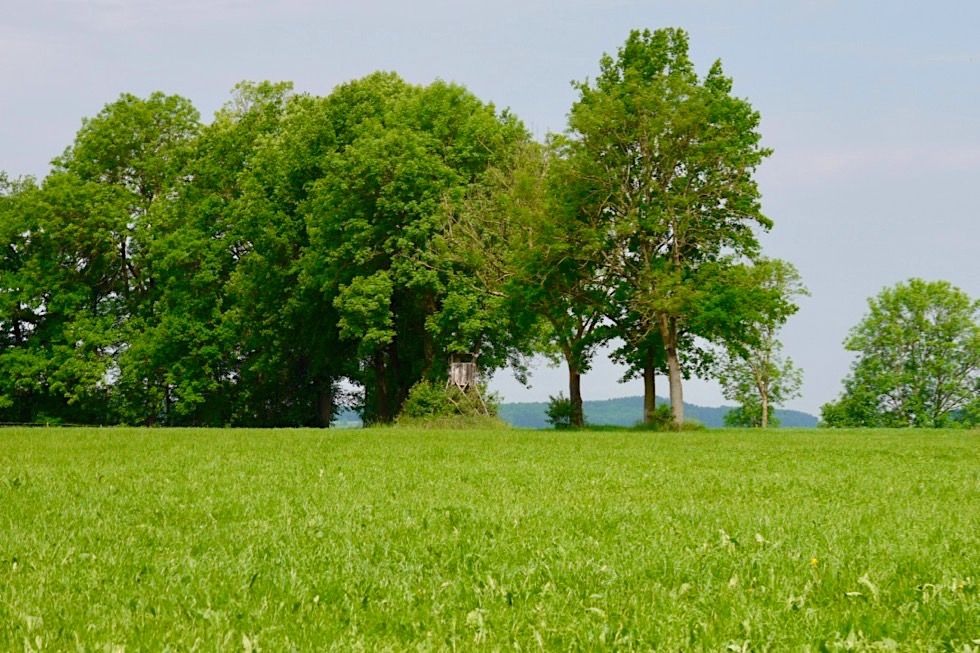 Wiesengänger Etappe 02 - Farbtherapie in Grün - Wandertrilogie Allgäu - Bayern