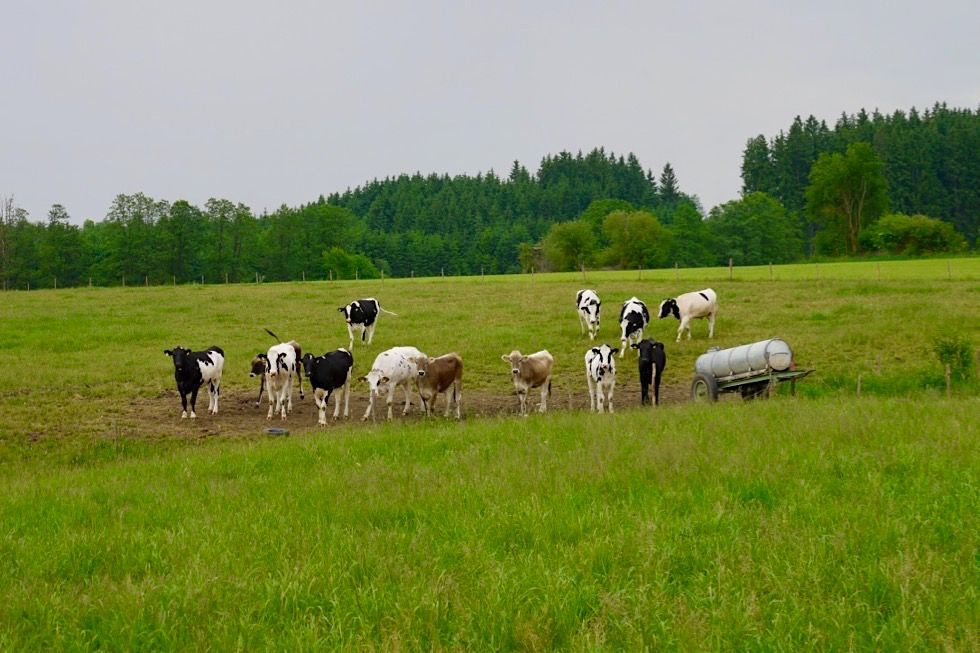 Wandertrilogie Wiesengänger Route 02 - Kühe - Allgäu - Bayern