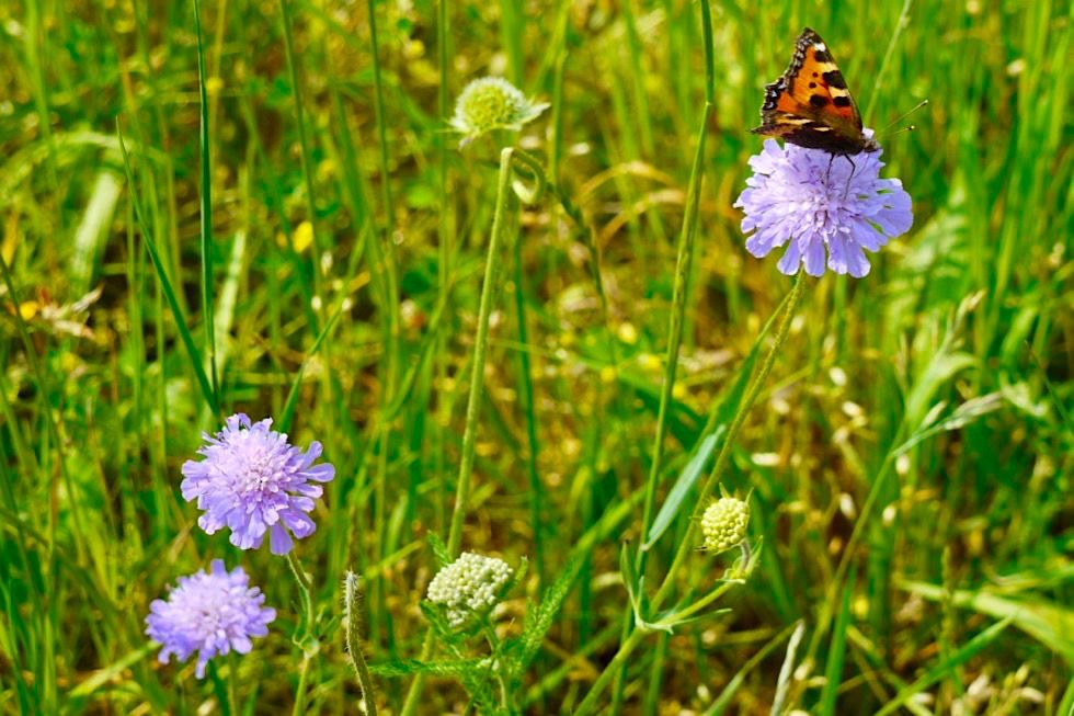 Wiesengänger Route - Schmetterling & Blumen - Wandertrilogie Allgäu - Bayern