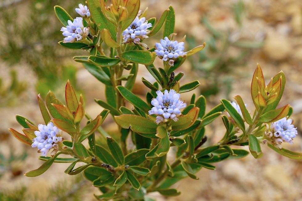 Wildblumen hellblau - Mt Lesueur National Park - Western Australia