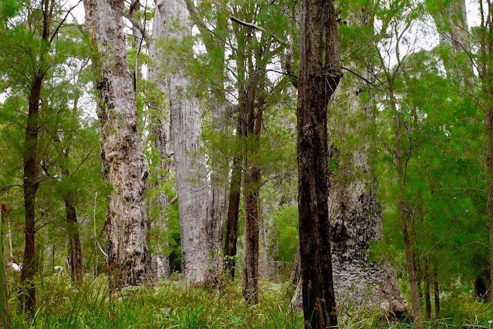 Yellow Tingle - Ancient Empire Walk im Valley of Giants - Western Australia