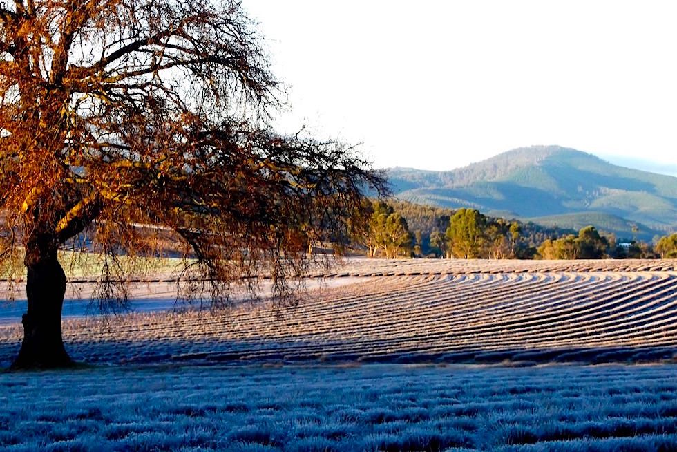 Lavendelfarm Winter - Bridestowe Lavender Farm - Tasmania