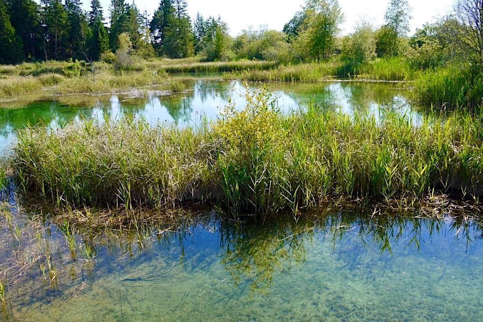 Kristallklare Karstquellen: Haidgauer Quellseen - Niedermoor im Wurzacher Ried - Baden-Württemberg