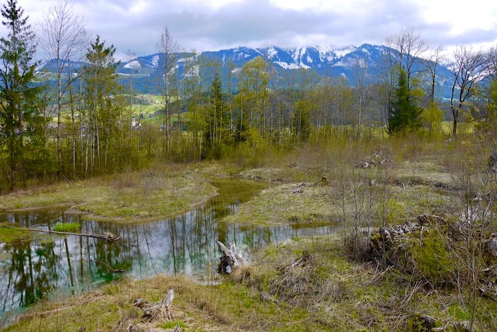 Iller Radweg bei Fischen - Nebenlauf: ein schönes Zuhause für Allgäuer Biber - Bayern