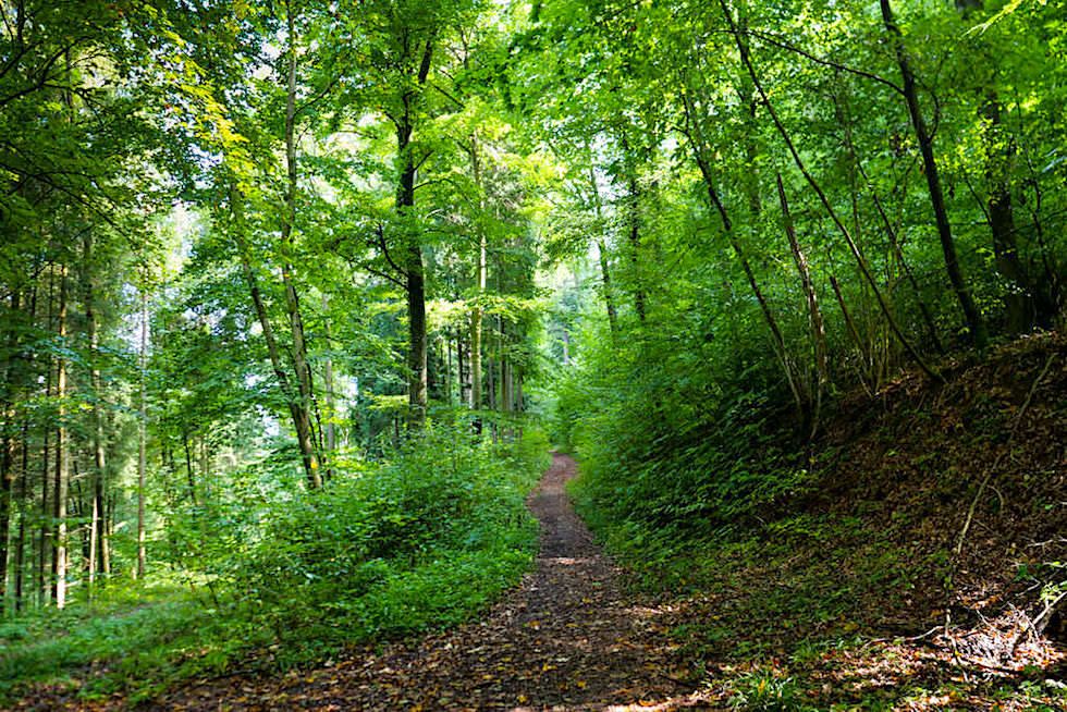 Altmühltal Klamm Wanderung - Schattiger, einfacher Waldweg - Von Riedenburg nach Prunn - Bayern