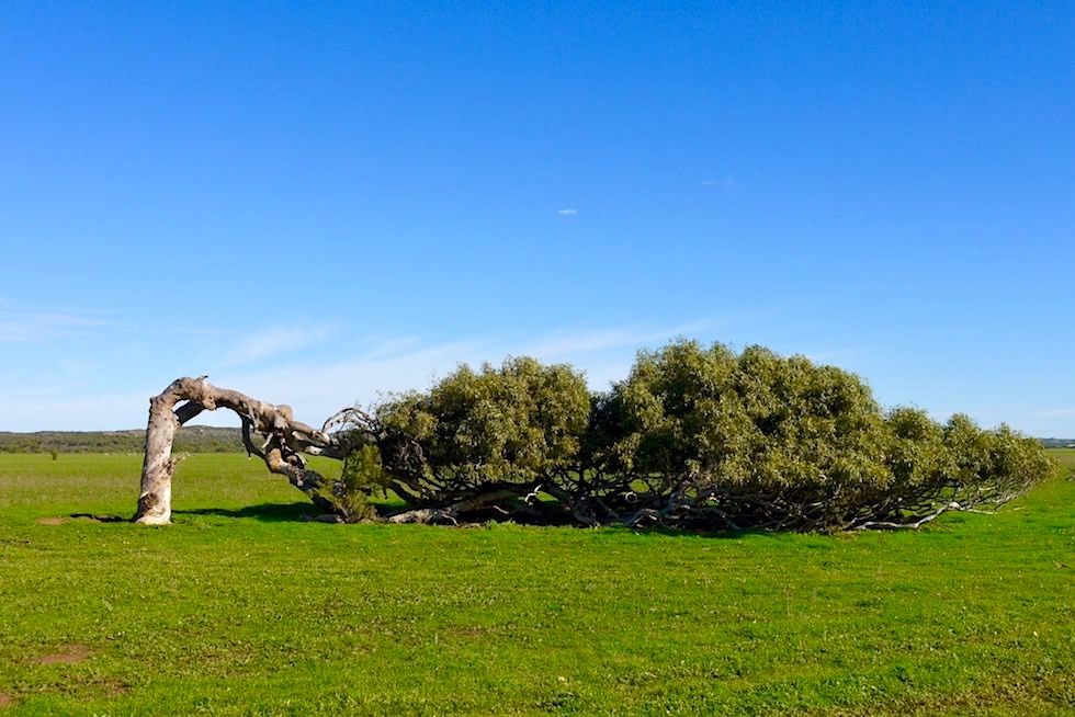 Leaning Tree - Greenough - Western Australia