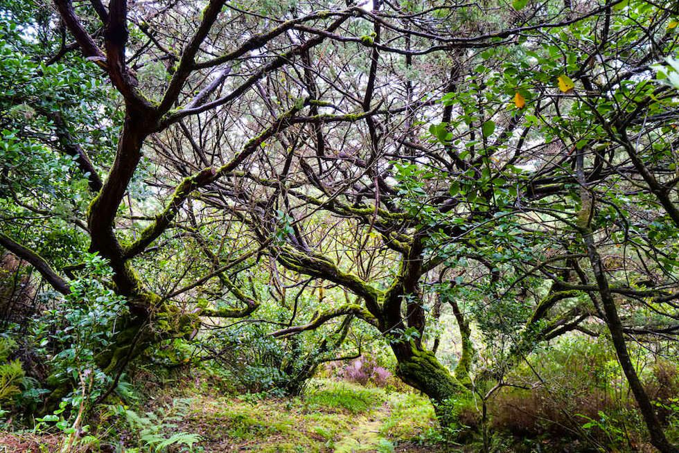 Ursprünglicher Lorbeerwald beim Centro do Priolo bei Nordeste - Sao Miguel - Azoren