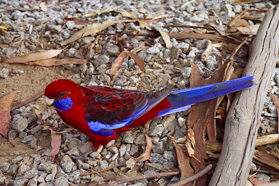 Pennantsittich oder Crimson Rosella: eine australische Papageienart mit leuchten rot-blauen Gefieder - Belgrave - Victoria