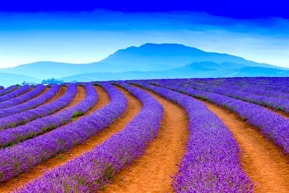 Bühender Lavendel - Bridestowe - Tasmania