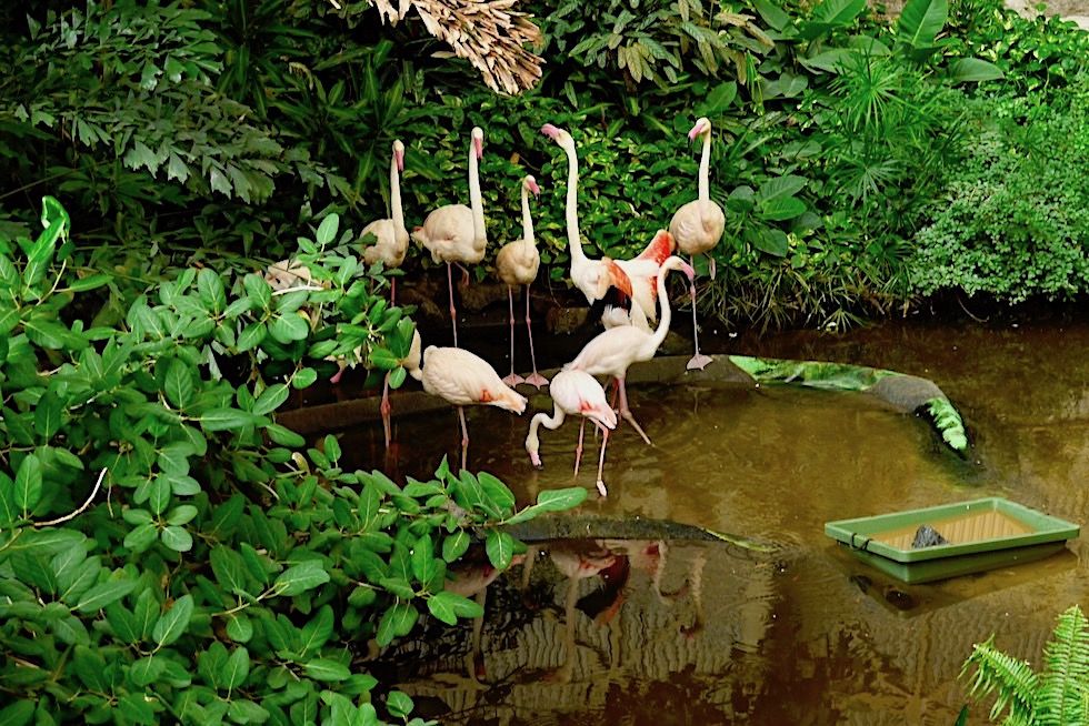 Tropical Islands - Echte Flamingos im Mangrovensumpf - Brandenburg