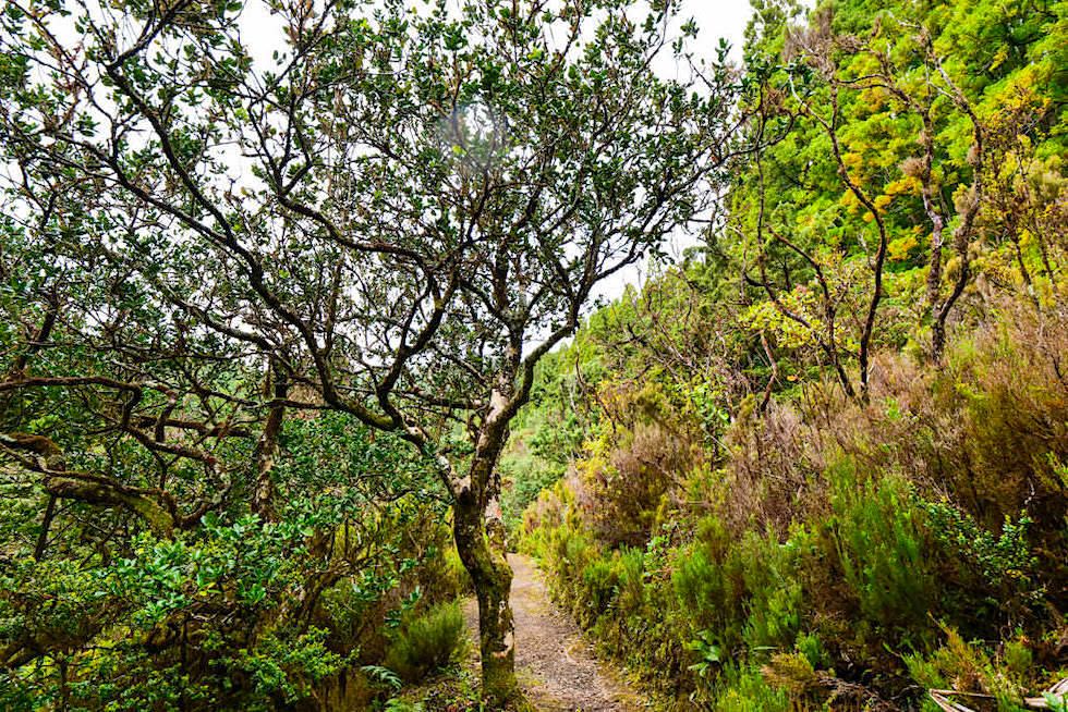 Ursprünglicher Lorbeerwald ist deshalb so wichtig, weil er ein Zeitfenster in die ältesten Wälder ist, wie sie vor 20 Mio Jahren existierten - Nordeste, Sao Miguel - Azoren