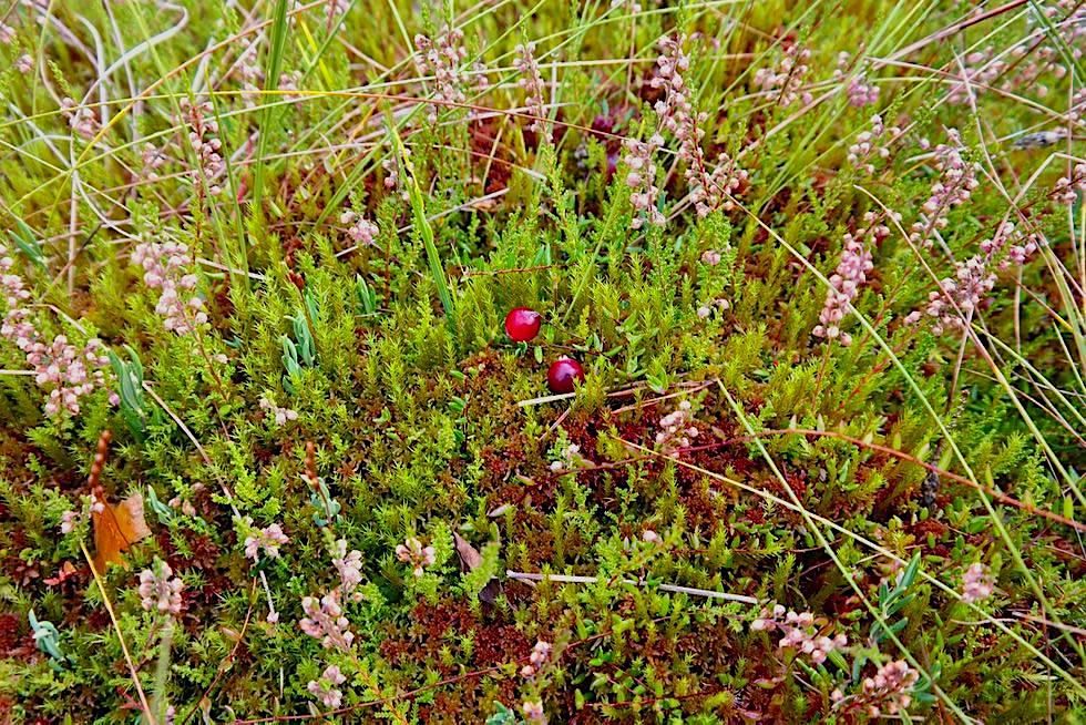 Wurzacher Ried - Hochmoor: Pflanzliche Überlebenskünstler - Baden-Württemberg