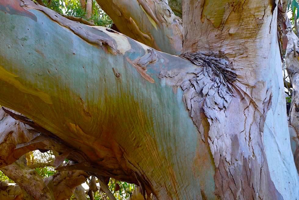 Wolley Lake - Blauer Eukalyptus - Beachport - South Australia
