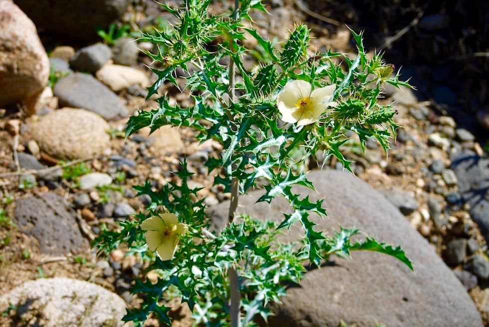 Blume - Porcupine Gorge National Park - Outback Oase - Queensland