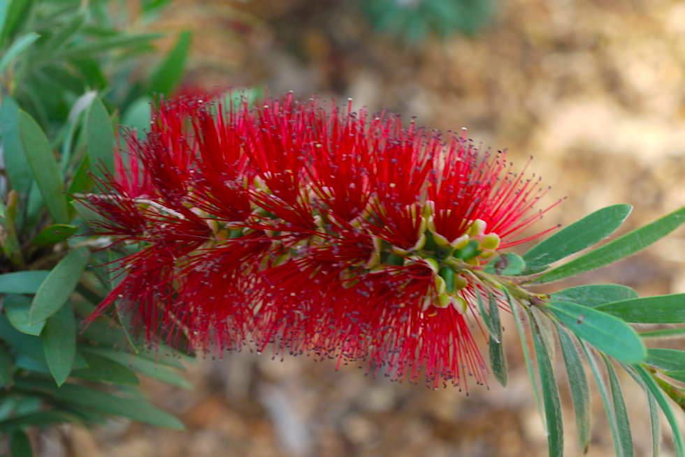 Wildblumen: Callistemon, Zylinderputzer oder Pfeifenputzer - Lesueur National Park - Western Australia