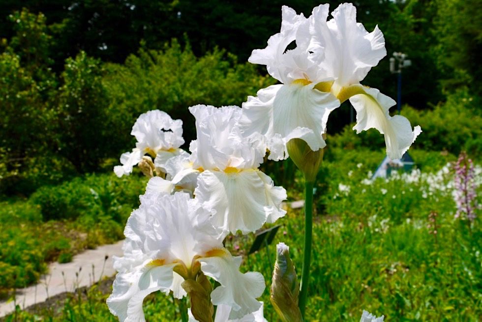 Bezaubernde Lilien im Duftgarten - Kurpark Bad Wörishofen - Allgäu - Bayern
