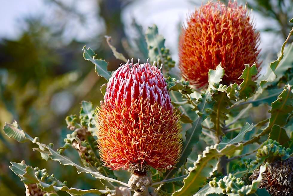 Australische Wildblumen: Firewood Banksia oder Banksia menziesii - Mt Lesueur National Park - Western Australia