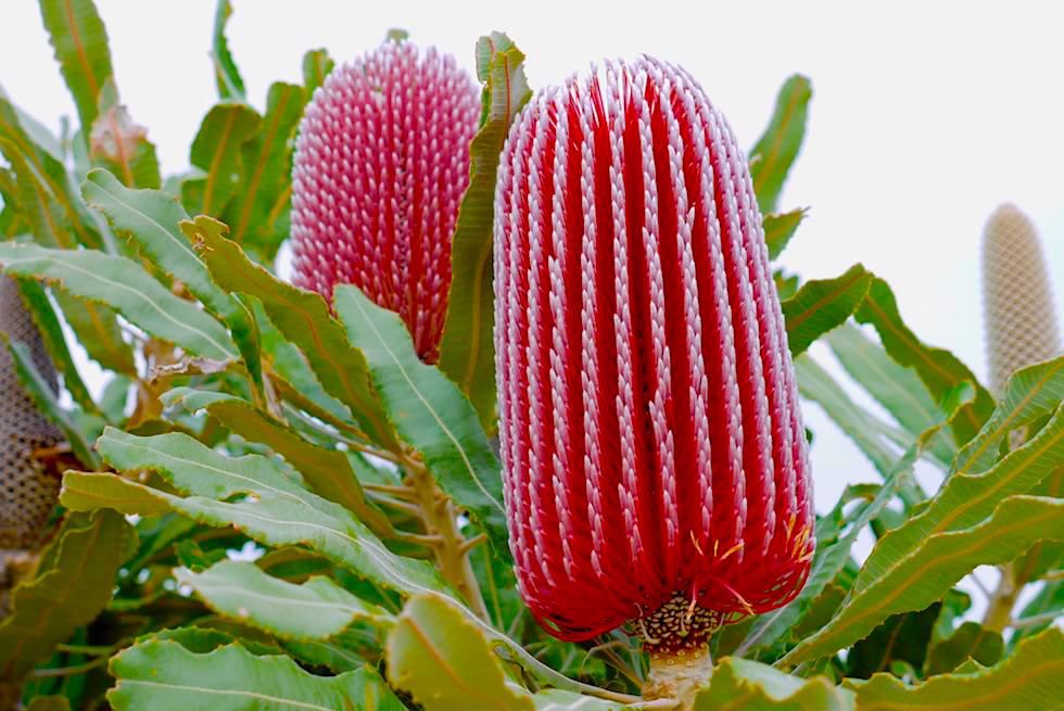 Firewood Banksia oder Banksia menziesii - Mount Lesueur National Park - Western Australia