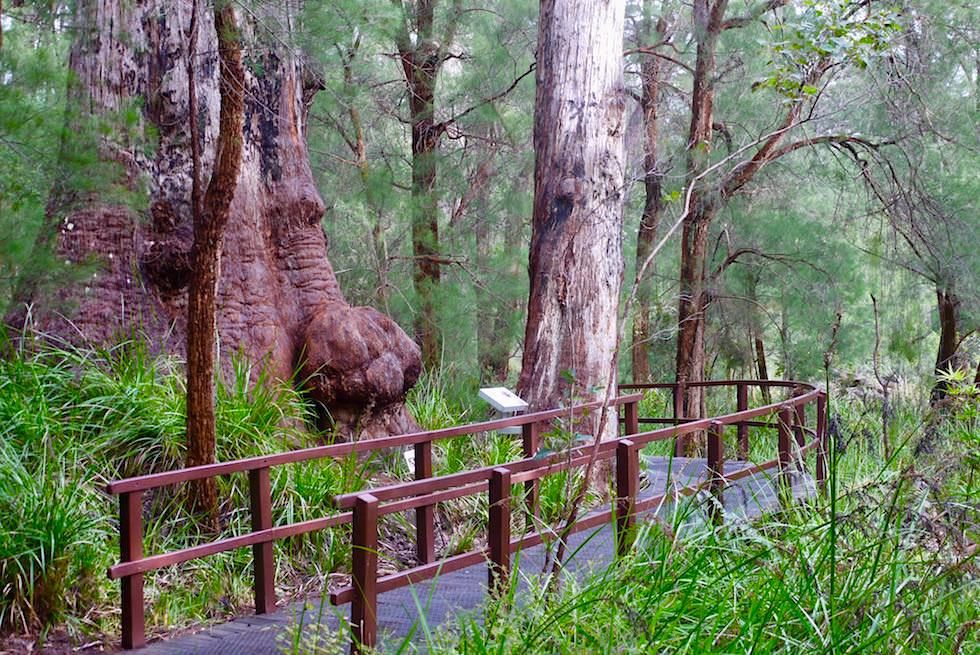 Gandma Tingle - Valley of Giants Ancient Empire Walk - Western Australia