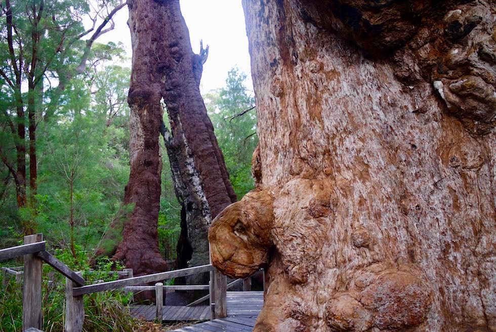 The Giant Tingle Tree - Valley of Giants - Western Australia