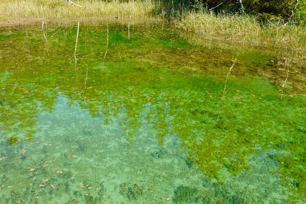 Haidgauer Quellseen im Niedermoor - kristallklares, grüntürkises Wasser - Wurzacher Ried - Baden-Württemberg