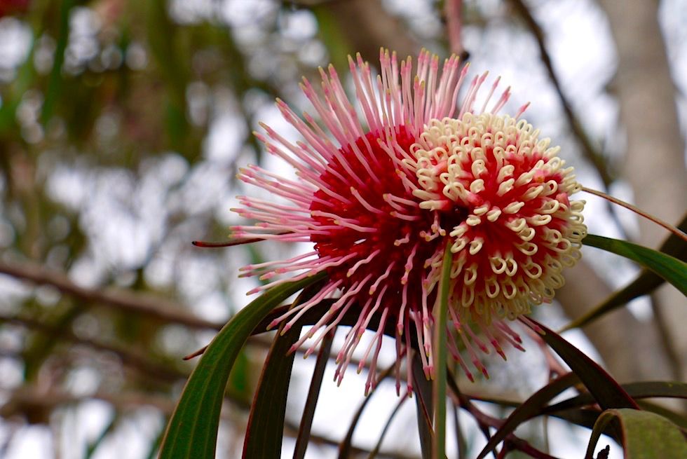 Wildblumen: Bezaubend schöne Hakea Laurina oder Nadelkissen Hakea - Lesueur National Park - Western Australia