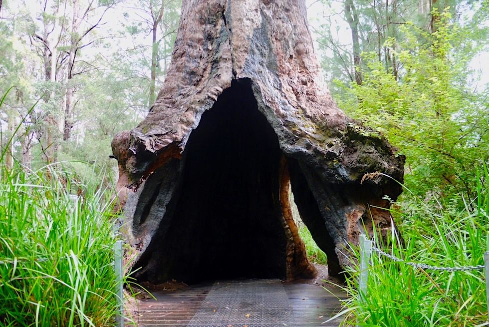 Hohler Red Tingle - Valley of Giants Tree Top Walk - Western Australia