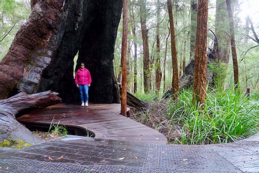 Hohler Red Tingle - Ancient Empire Walk im Valley of Giants - Western Australia