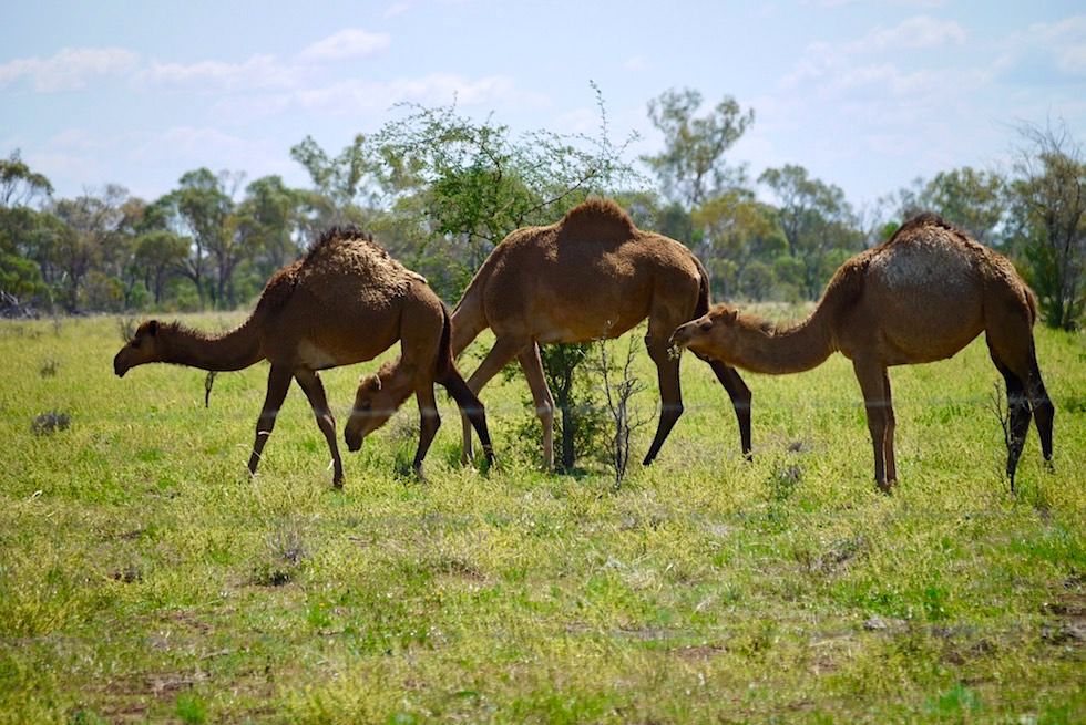 Hughenden - Kamel-Farm - Outback Queensland