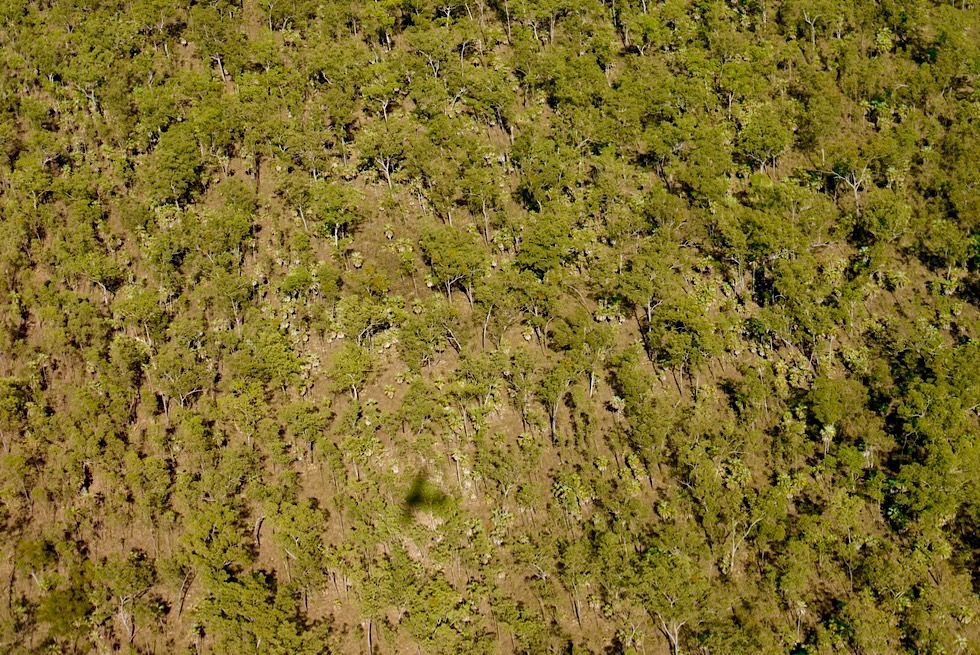 Kimberley Outback - Eukalyptuswald aus der Vogelperspektive - Western Australia