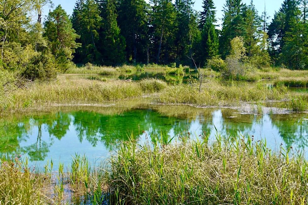 Kristallklare Haidgauer Quellseen - Faszinierendes Niedermoor im Wurzacher Ried - Baden-Württemberg
