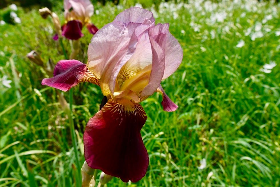 Kurpark Bad Wörishofen - Irisblüten im Duftgarten - Allgäu, Bayern