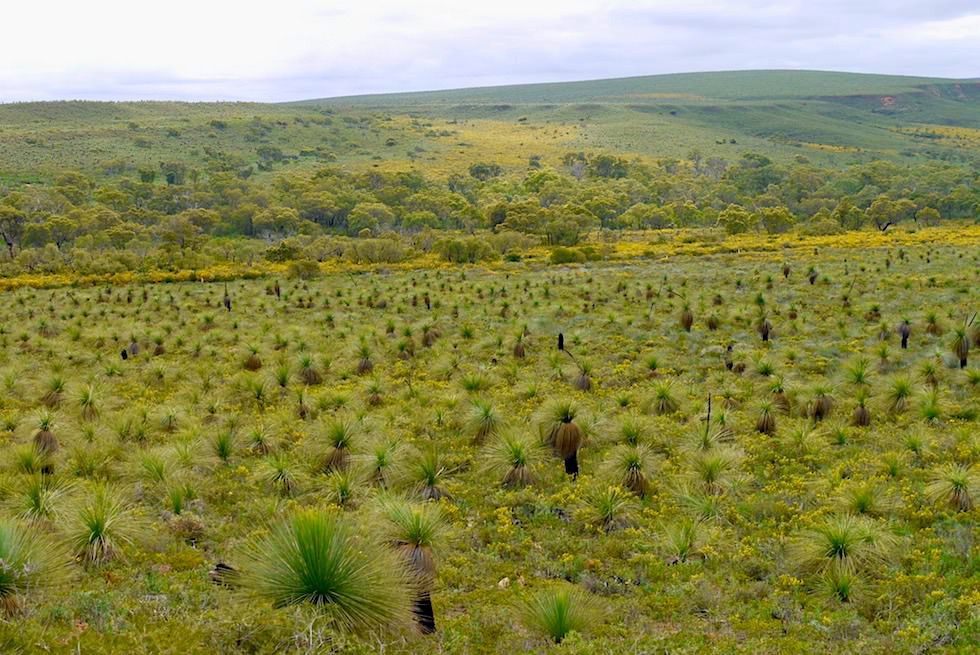 Lesueur National Park - Blick auf Grasbäume & Heidelandschaft - Western Australia