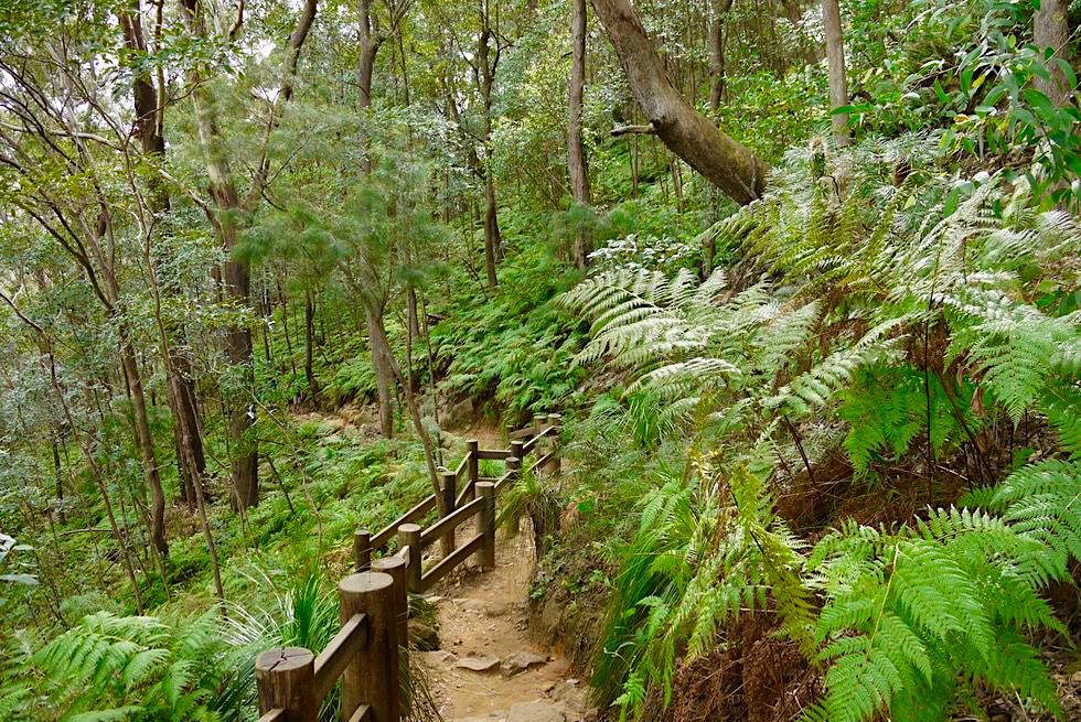Mt Ngungun Summit Walk - Aufstieg zum Gipfel - Glass House Mountains - Sunshine Coast - Queensland