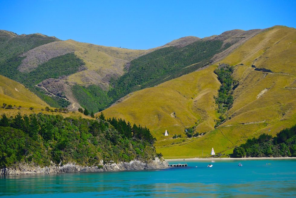 Queen Charlotte Sound by Ferry New Zealand