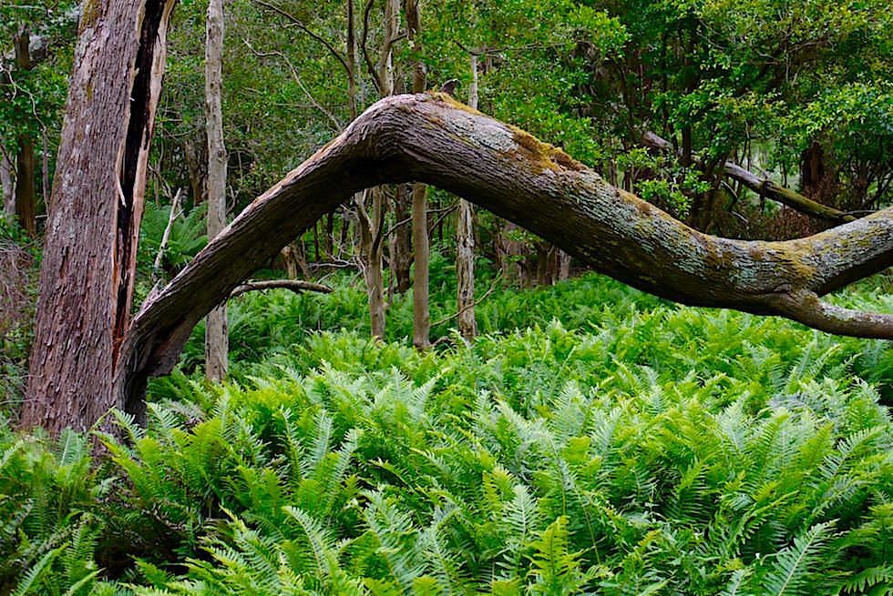 Lilly Pilly Gully - Wilsons Prom - Victoria