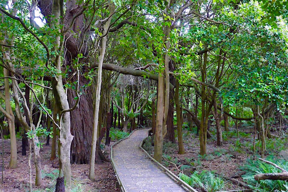 Lilly Pilly Gully - Wilsons Prom - Victoria