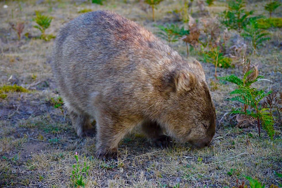 Wombat Wildlife Area - Wilsons Prom - Victoria